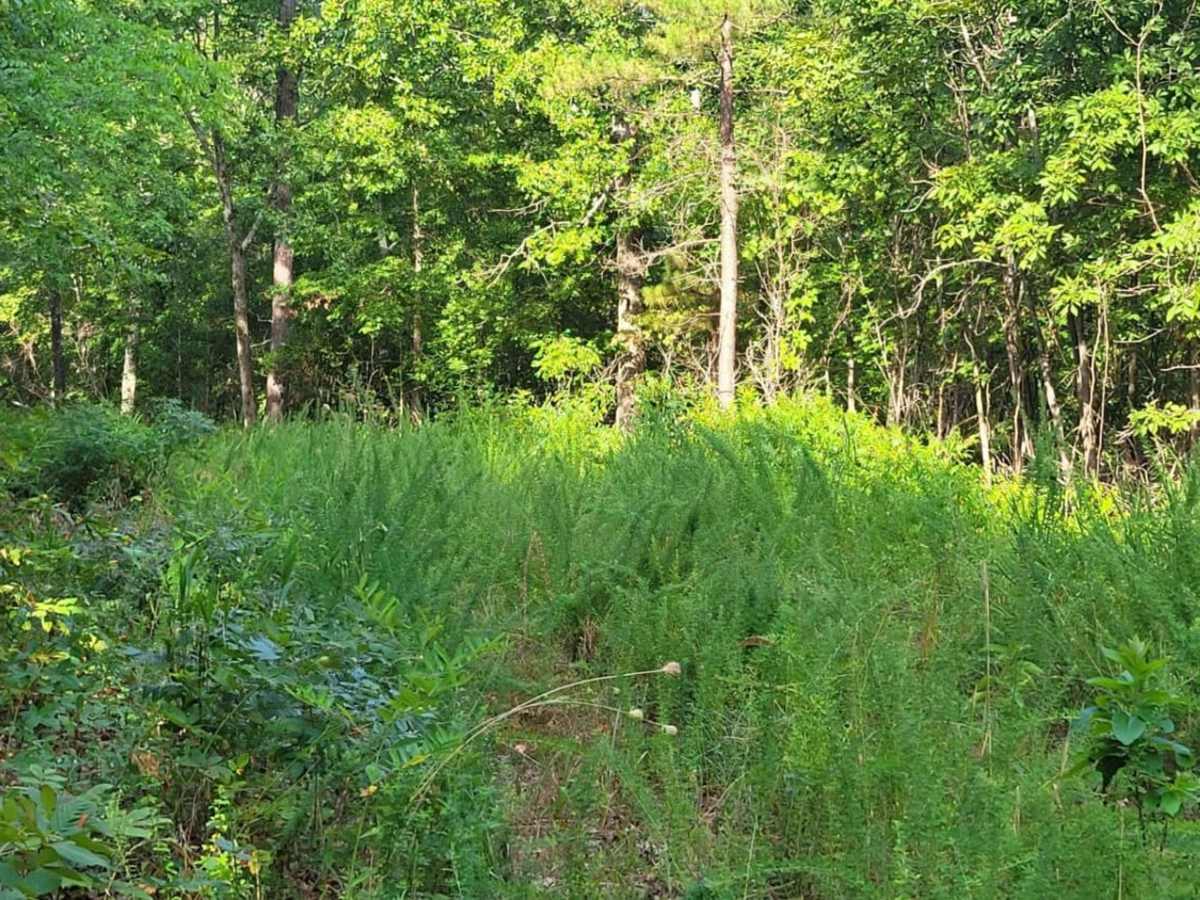 Overgrowth Spur photo 2
