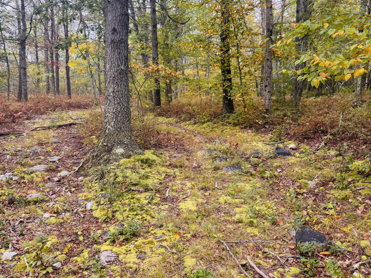 Vacant Lot Trail trail photo
