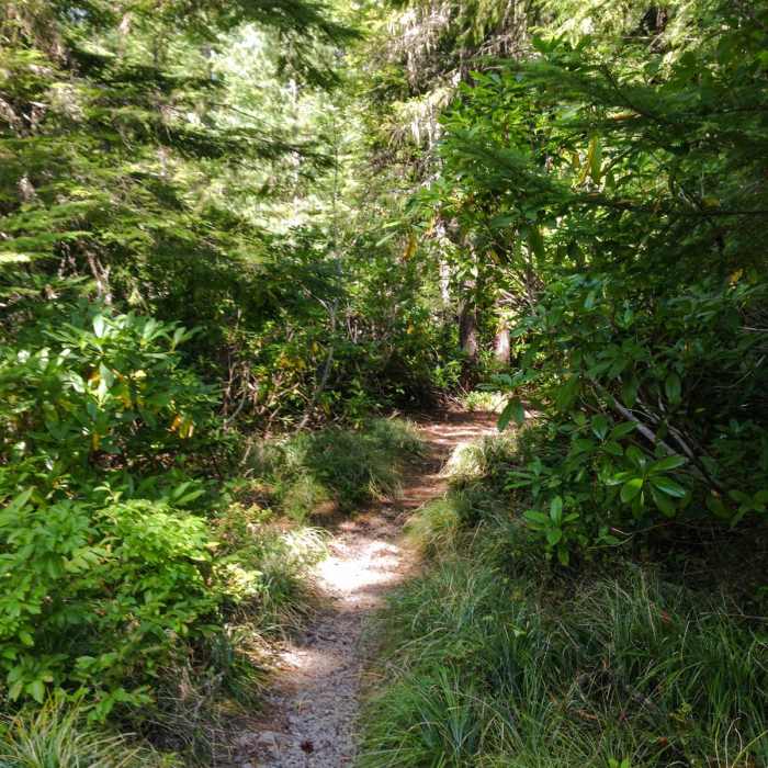 Near Upper Salmon River Trail