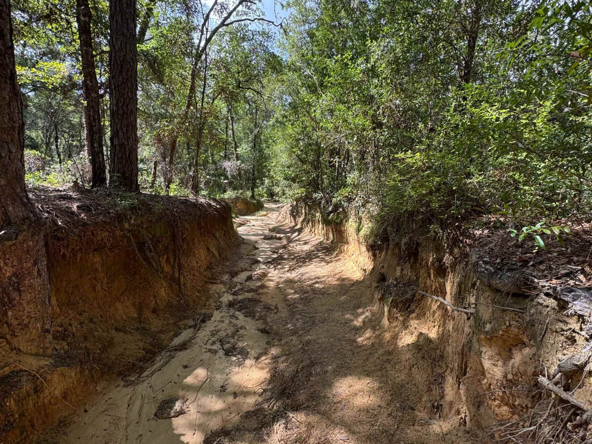 Trail 19 - Citrus WMA photo 4