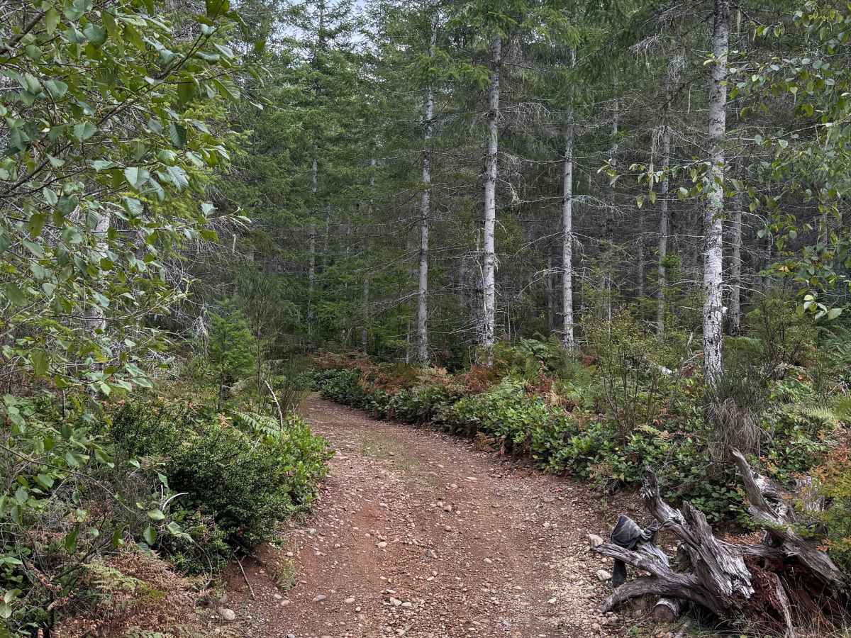 Hoodsport - North Cushman Connector photo 2