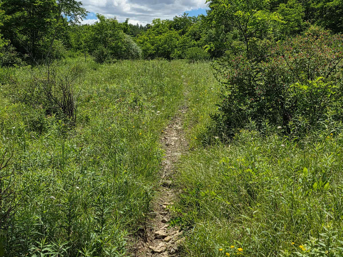 Single Track TT trail photo