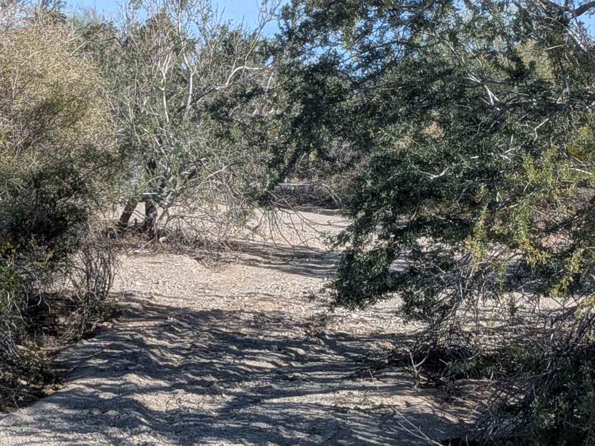 BLM 771 photo 5