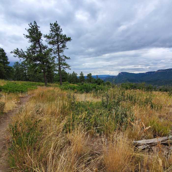 Near Animas Mountain Trail
