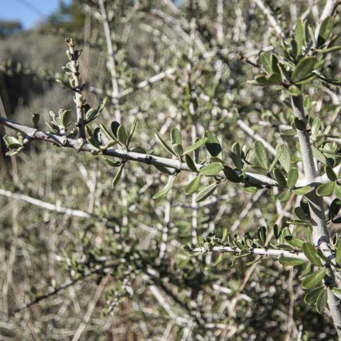 Near Panorama Point via Oregon Trail