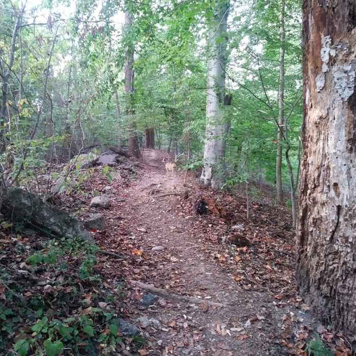 Near Glover-Archbold Trail