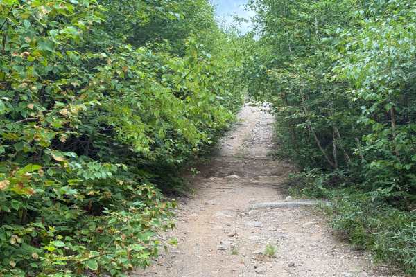 Trout Lake Road