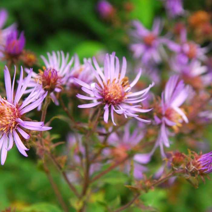 Near Mirror Lake + Tom Dick and Harry Mountain