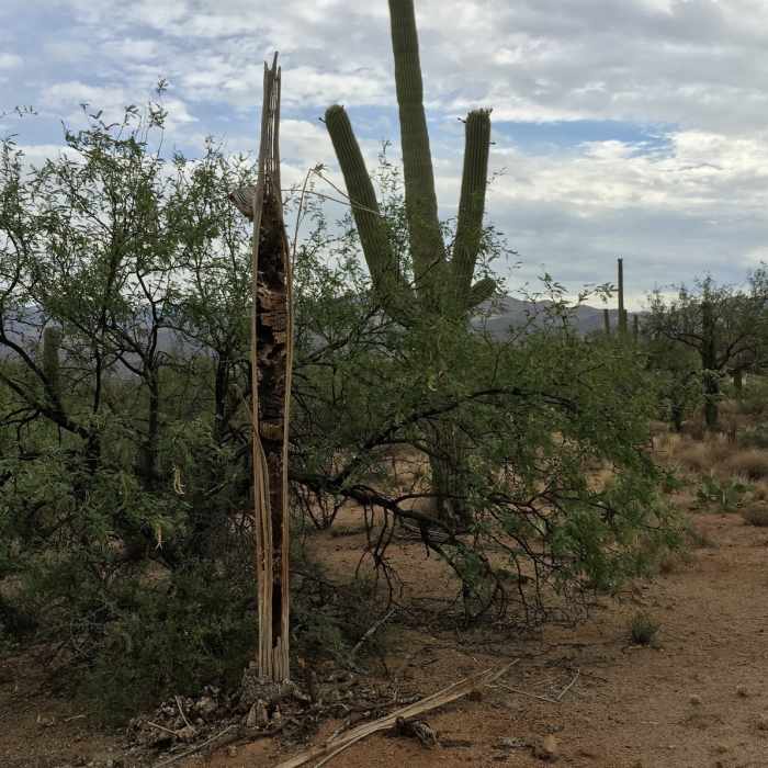 Near Loma Verde Trail