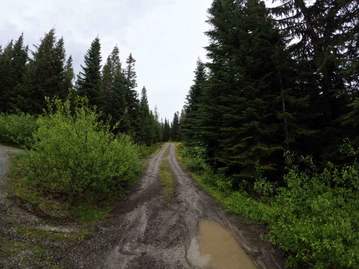 Leonard's Ridge - FS 1709 trail photo