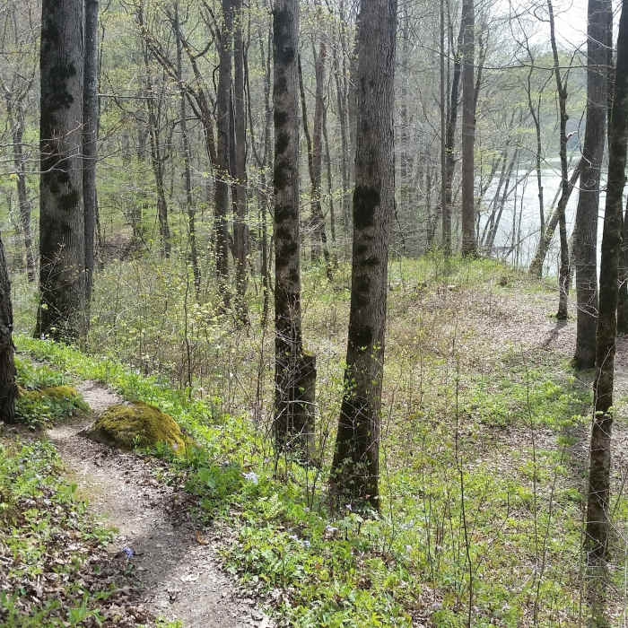 Near Alum Trail #612