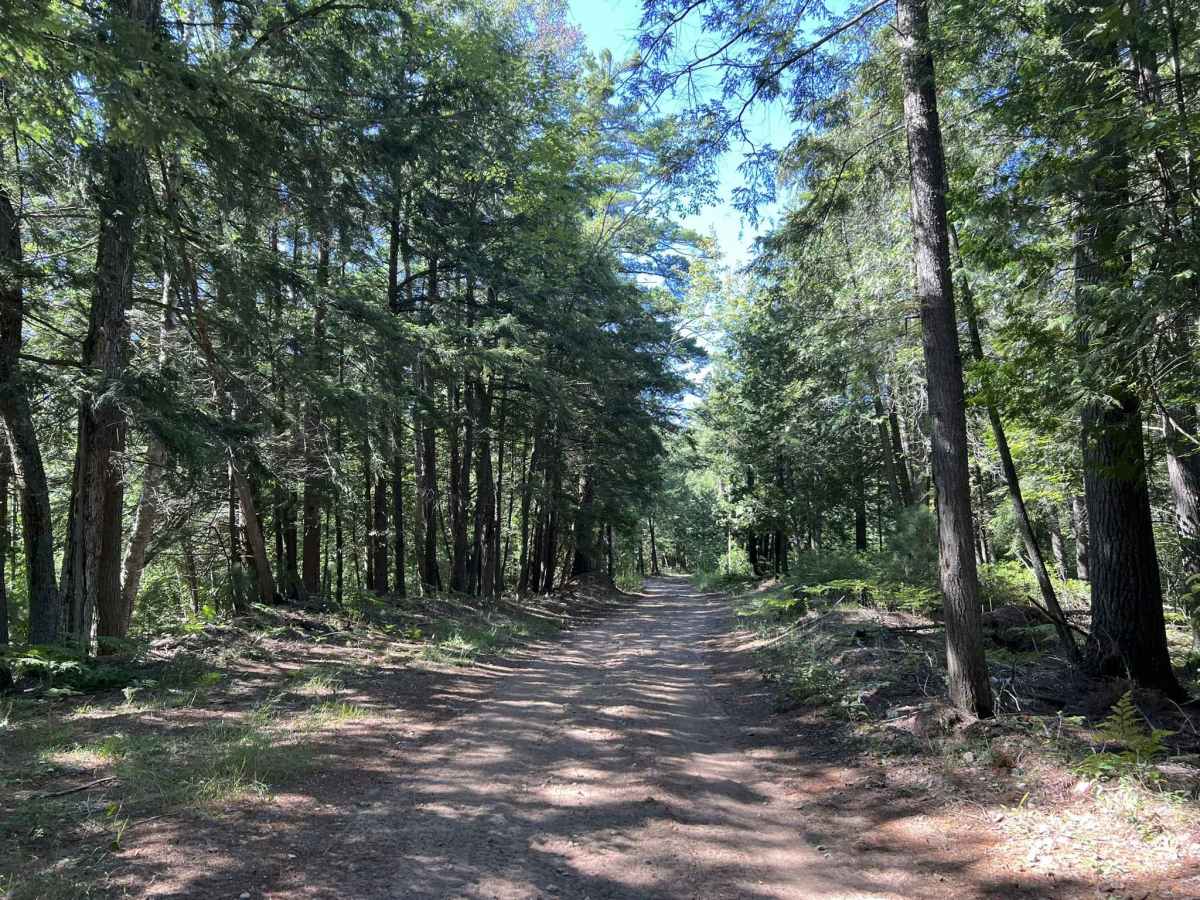 Fir -  Forest Road 13040 photo 2