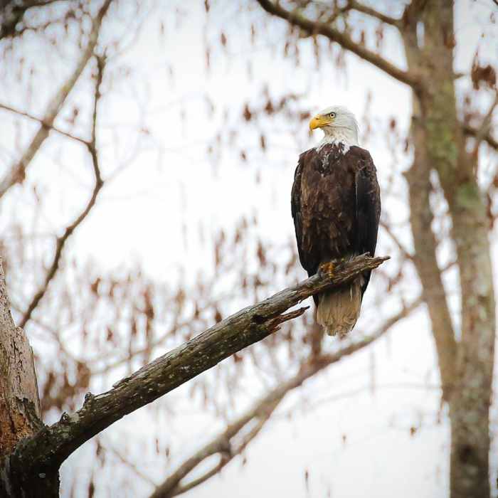 Near Ring Levee Trail