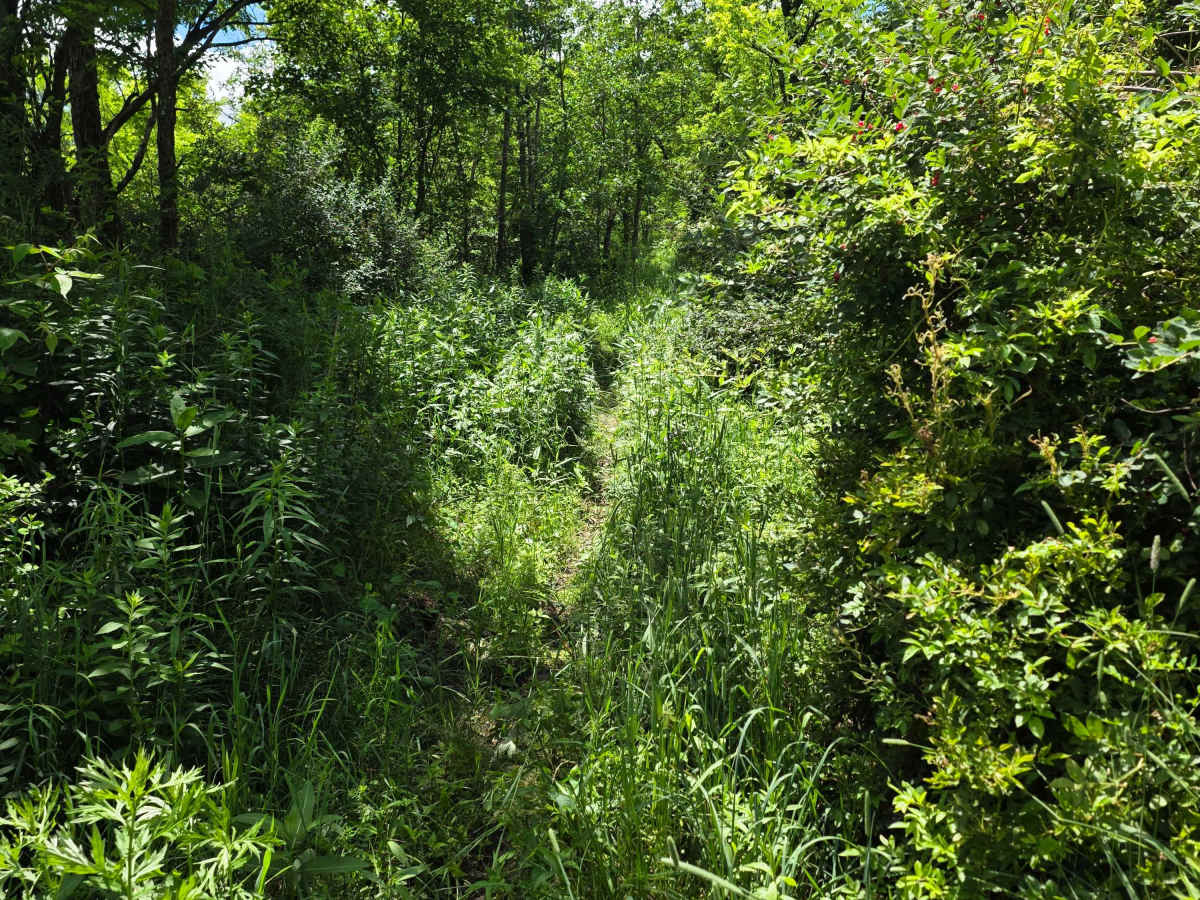 Single Track SS photo 2