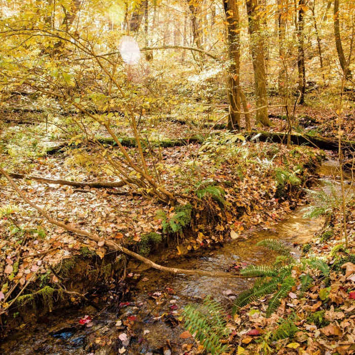 Near Redbud Trail