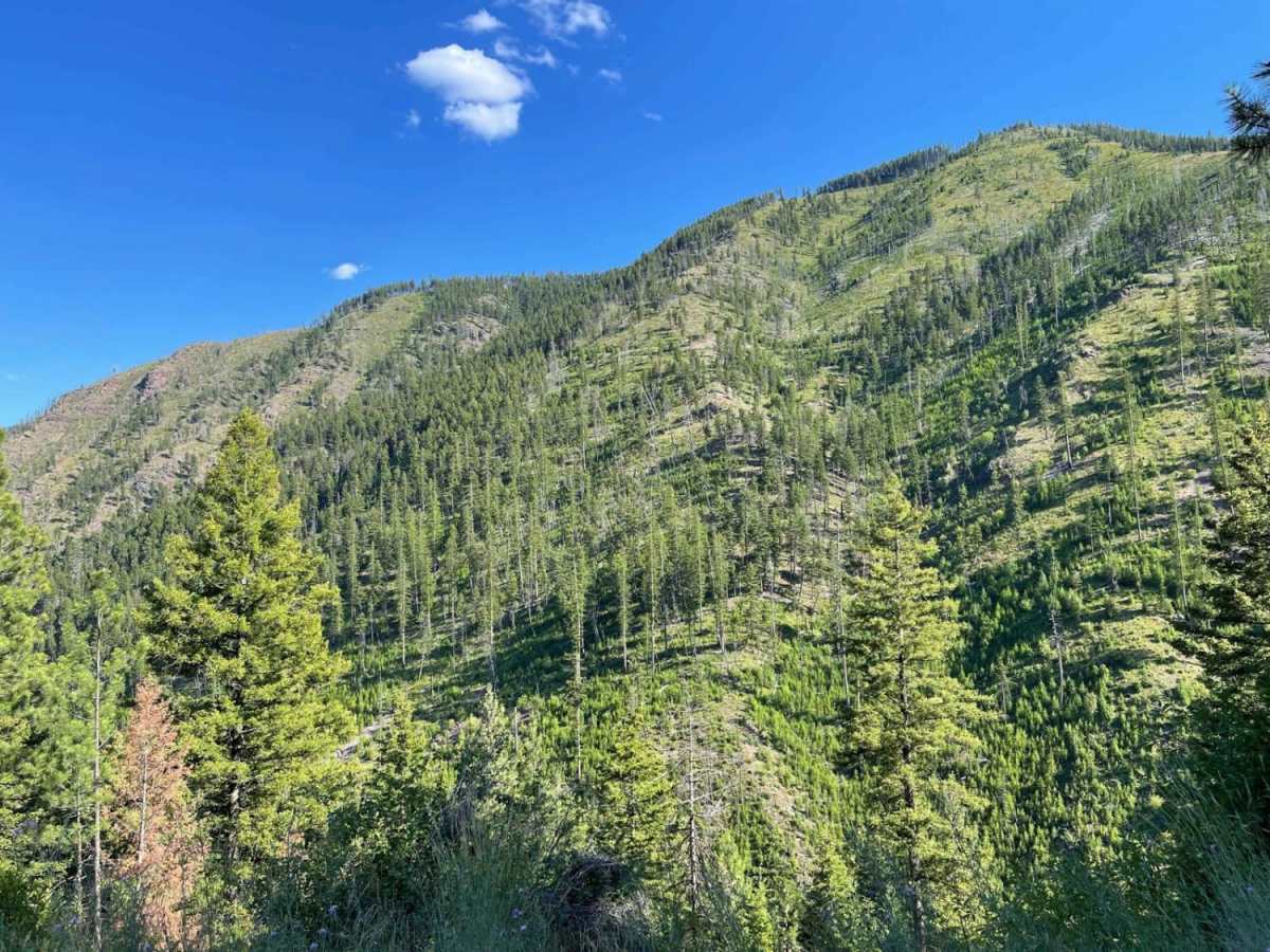 West Fork Schwartz Creek trail photo