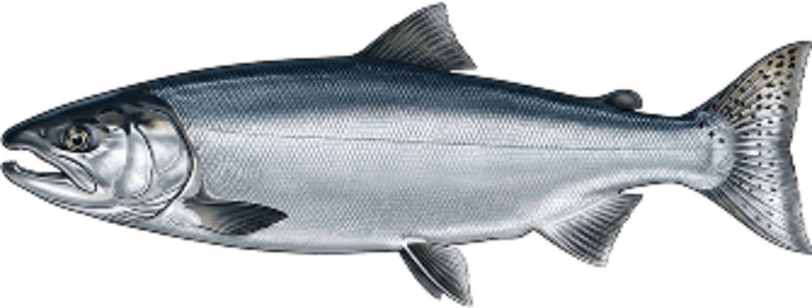Coho salmon
