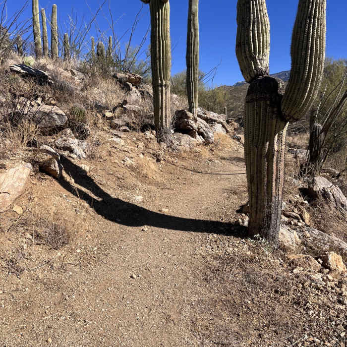 Beautiful saguaros along the trail. Near Tanque Verde Rim Loop