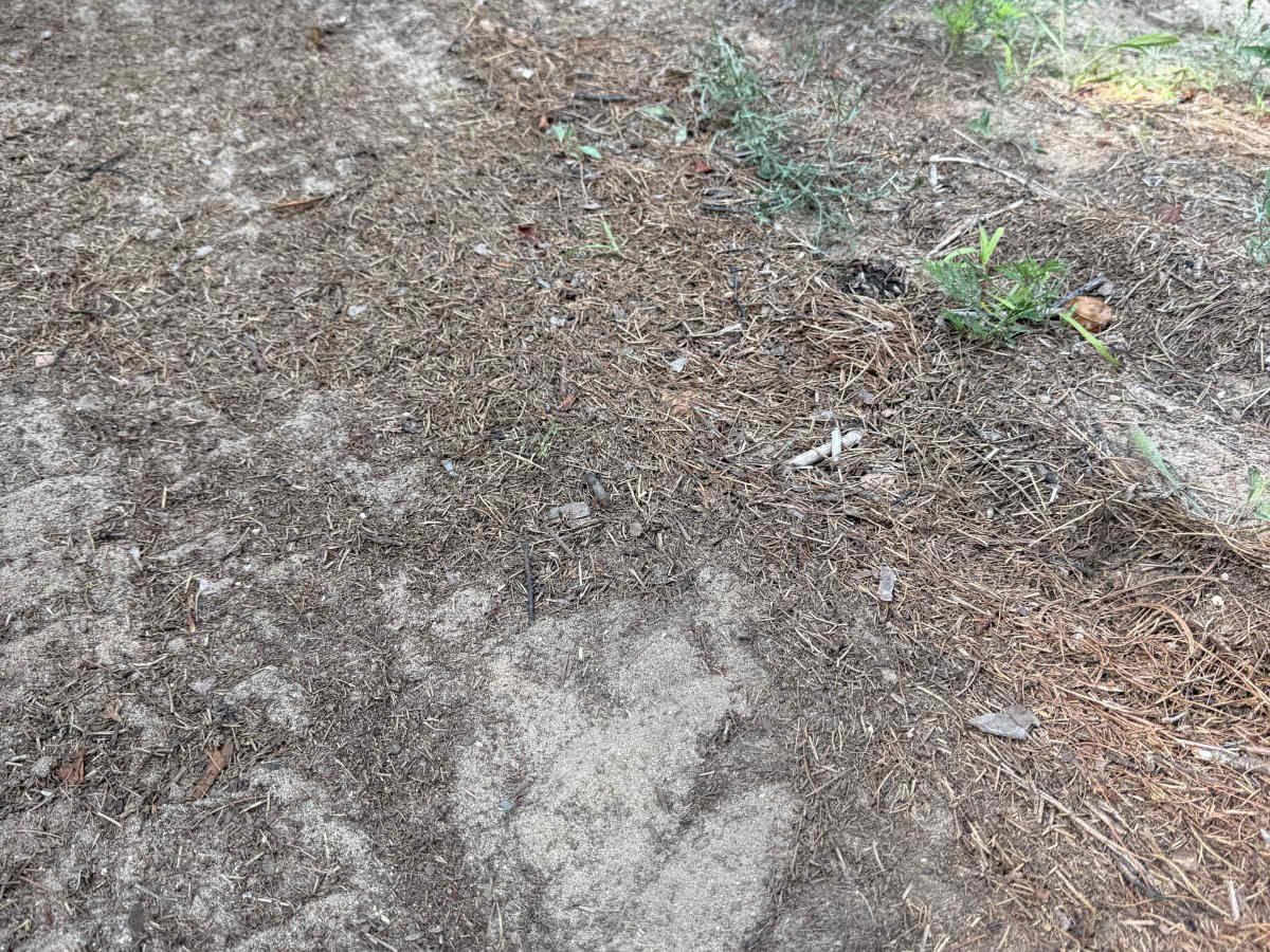 West Bear Creek Trail photo 2