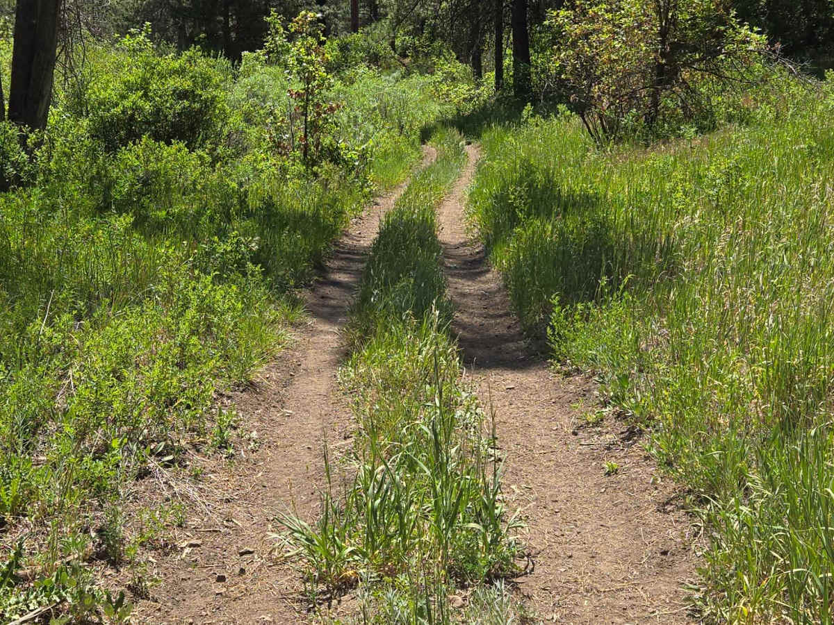 Little Bull Creek Trail - FS 683 photo 6
