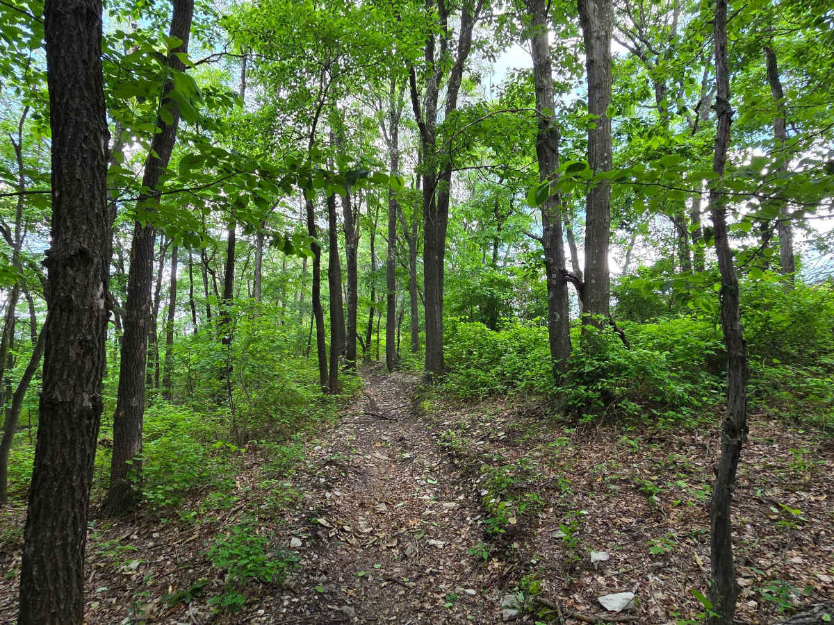 Single Track J photo 5
