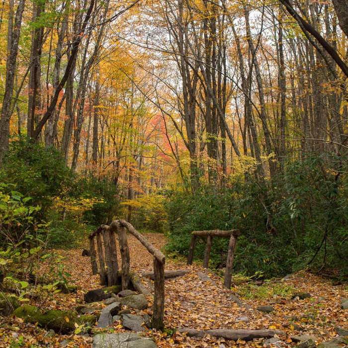 Near Middle Prong Trail Near Middle Prong Trail