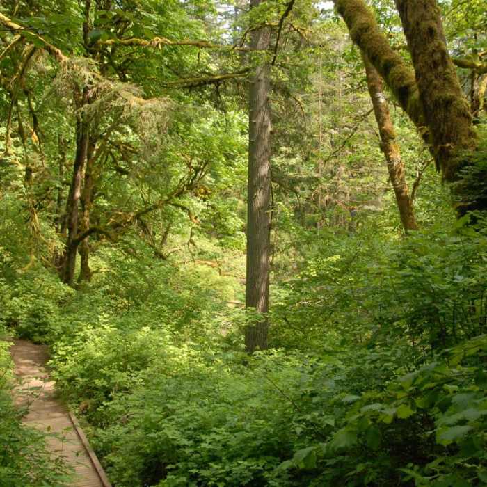 Near Lacamas Creek Loop Trail