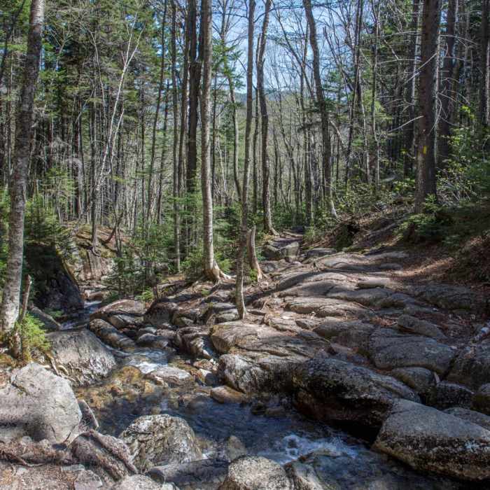 Near Mount Hale via Hale Brook Trail Near Mount Hale via Hale Brook Trail