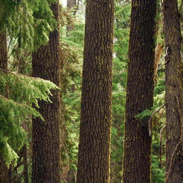 Near Godfrey Glen Loop Trail