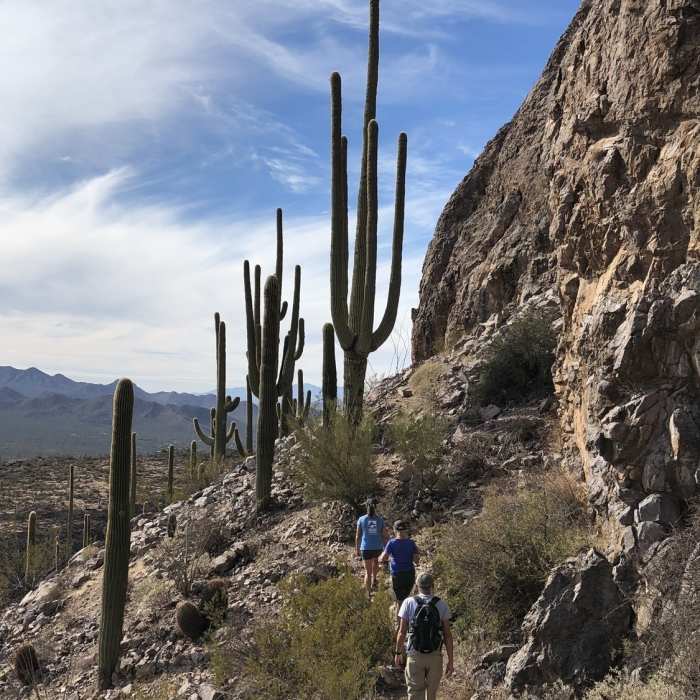 Fantastic saguaros near the summit Near Safford Peak