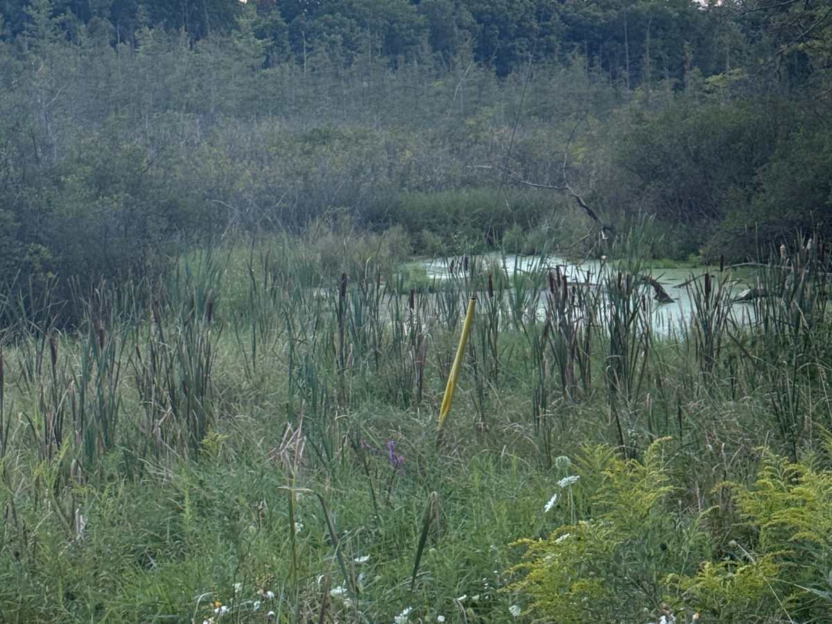 King Brighton Trail photo 3