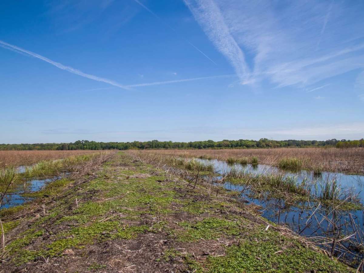 Ernest F. Hollings ACE Basin photo 6