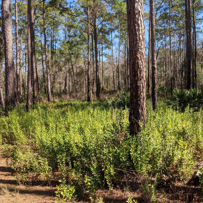 Beautiful trail! Near Paynes Prairie Preserve Loop