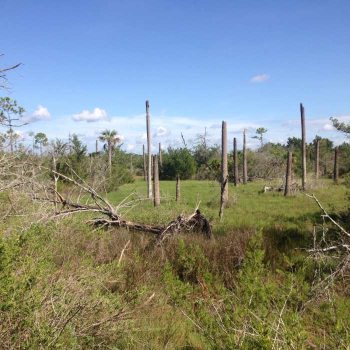 Another family of sparsely leaved standing logs. Near Castaway Island