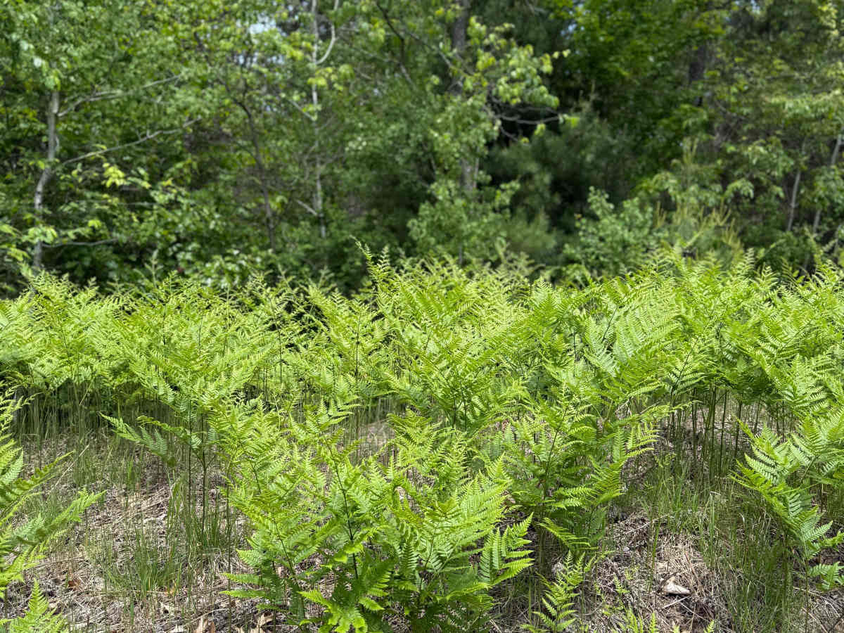 Vinton Trail West photo 4