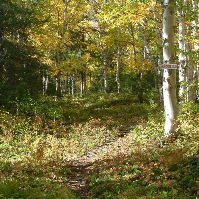 Beginning of Birches Run just off Games Trail Near Snowshoe Route #3