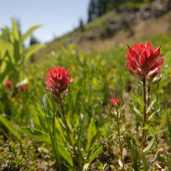 Near Dewey + Anderson Lakes