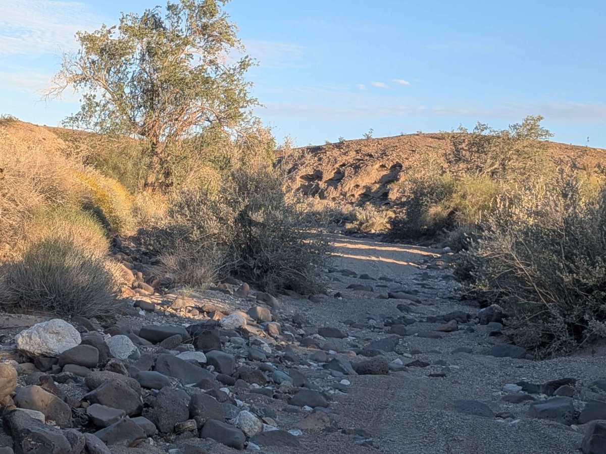 BLM 654 photo 4