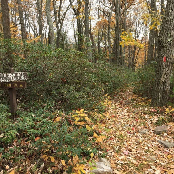 The start of Old Tram Trail off Boiling Springs Trail. Near Overlook Loop