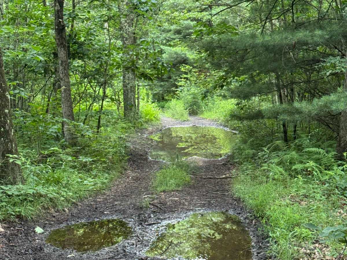 Trail 5 photo 2