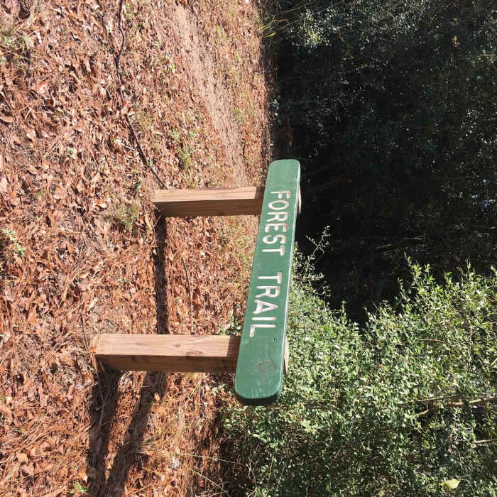 Near Yaupon Trail and Logger's Loop Trail