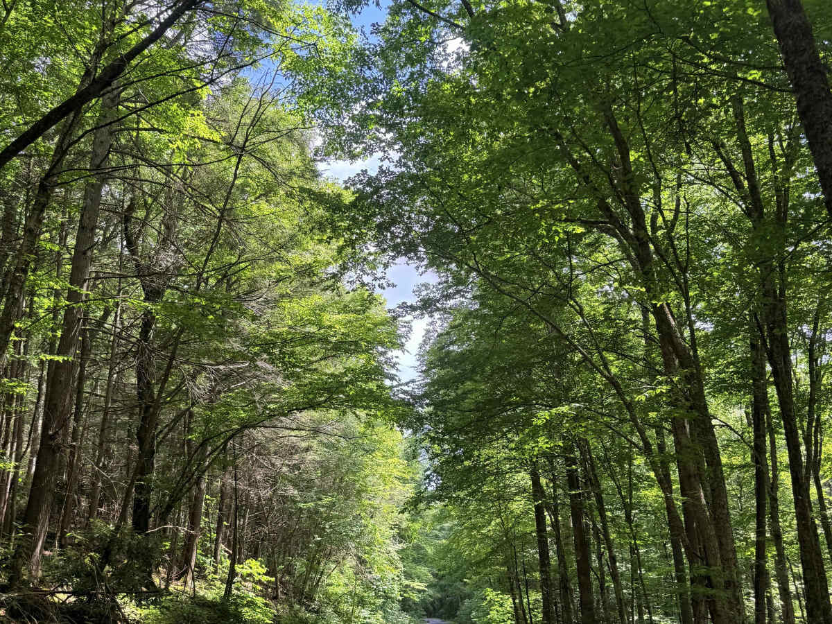 Mountain Fork Road photo 5