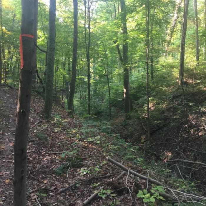 Common terrain for the trail. Near Wildcat Hollow Trail