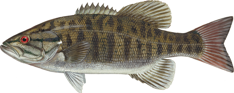 Smallmouth bass