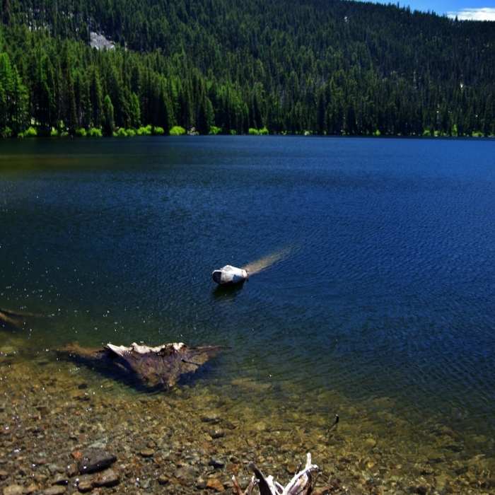 Near Badger Creek Trail #479