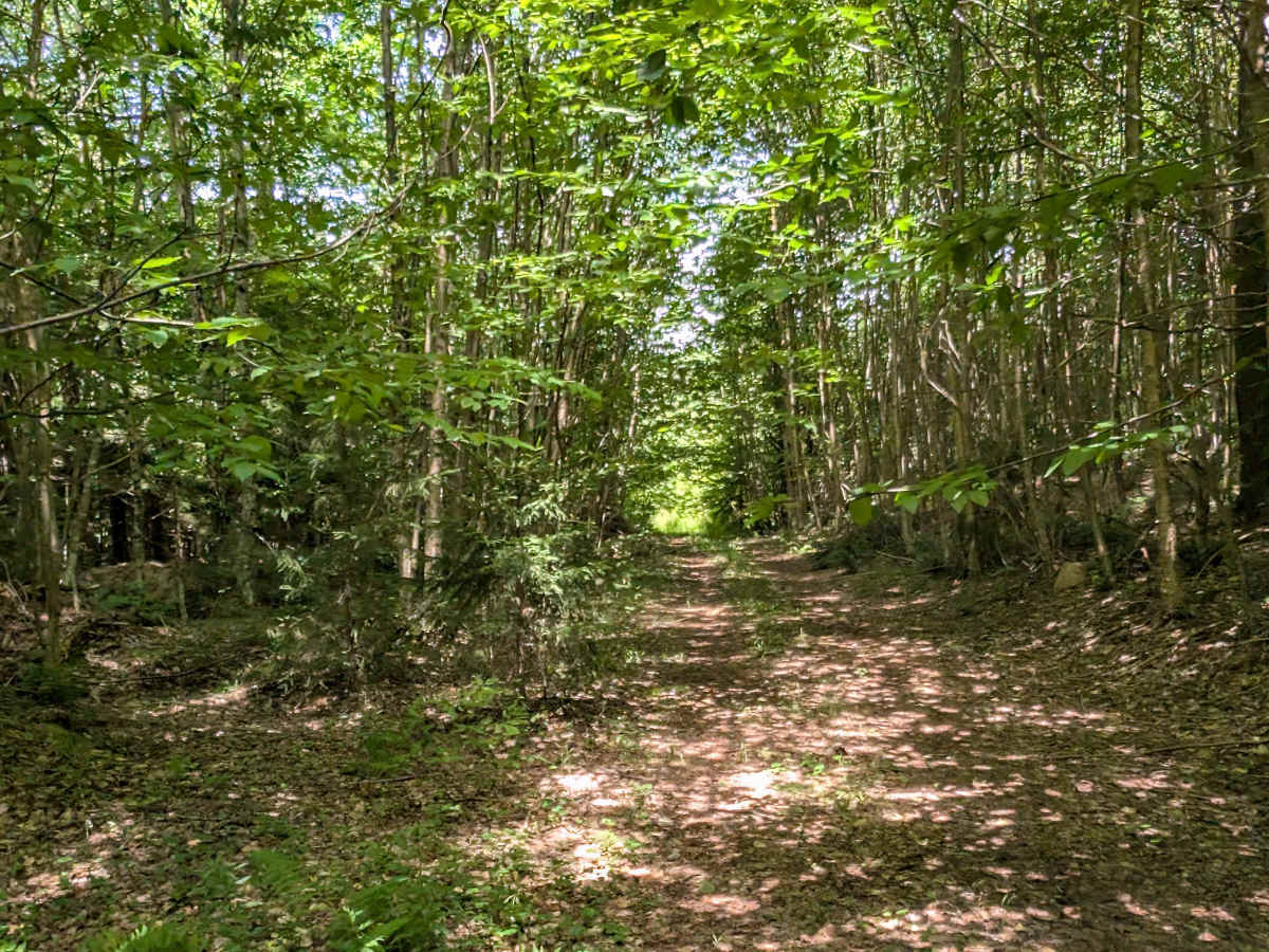 Albert Marsh Hill Trail photo 6