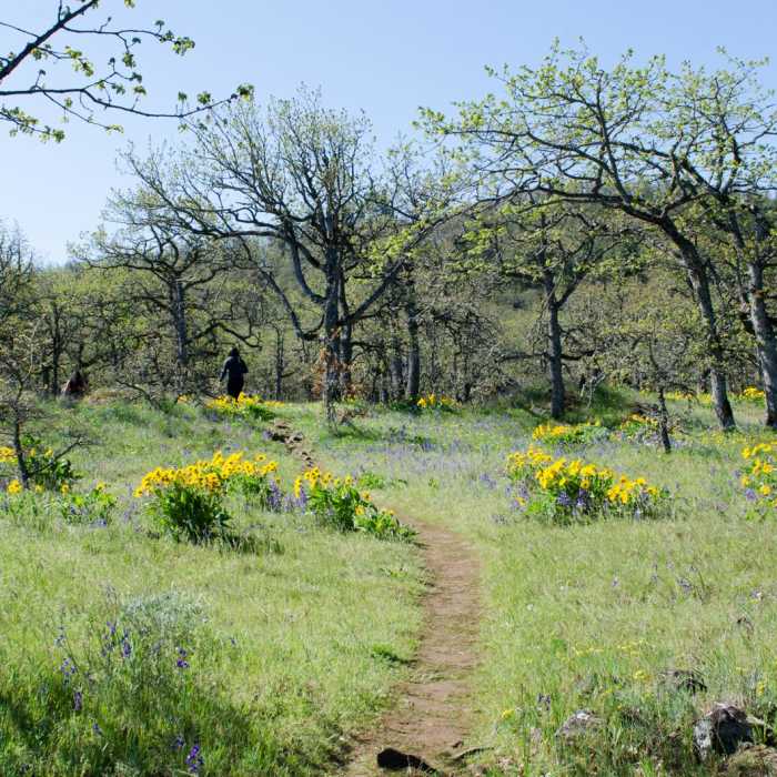 Near Memaloose Hills Trail