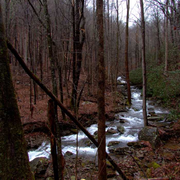 Near Beech Creek Trail to Big Scaly Mountain Near Beech Creek Trail to Big Scaly Mountain