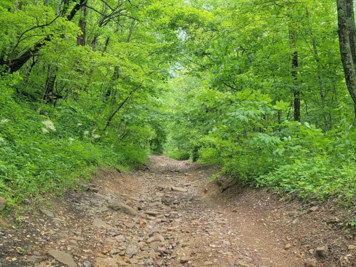 Trail 4 photo 2