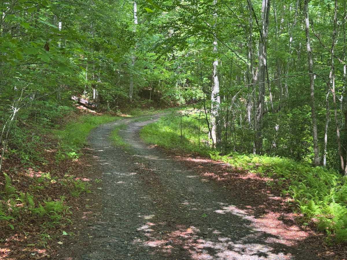 Wildcat Creek - FS 329 photo 4